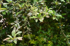 Dioscorea pentaphylla